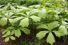 Rodgersia podophylla