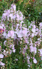 Sidalcea 'Little Princess'
