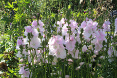 Sidalcea 'Little Princess'