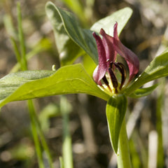Trillium recurvatum
