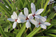 x Rhodoxis hybrida ’Hebron Farm Red Eye’