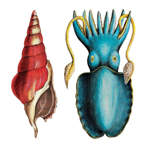 Calamary - Set of 2