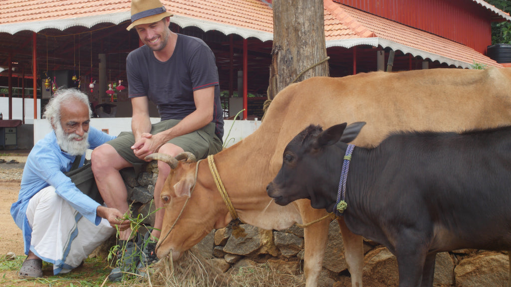 HANAH One founder Joel Einhorn and vechur cow in india