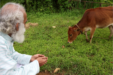 Dr. Venugopal with HANAH's Vechur cow, Narayani. Photo: Zuzanna Zweibel, Shakti Trails