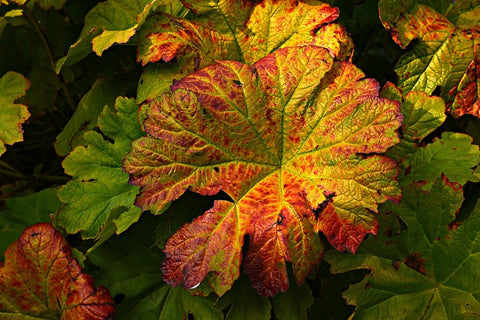 butterbur plant image