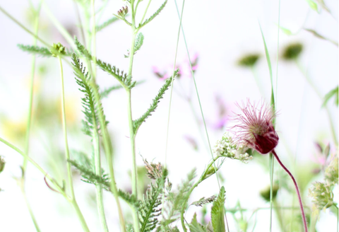 white sunny day with a close up of a green stemmy plant with a maroon flower