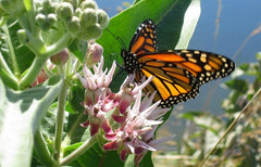 Monarch foraging on Showy Milkweed