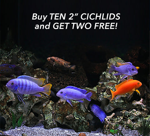 April Cichlid Deal