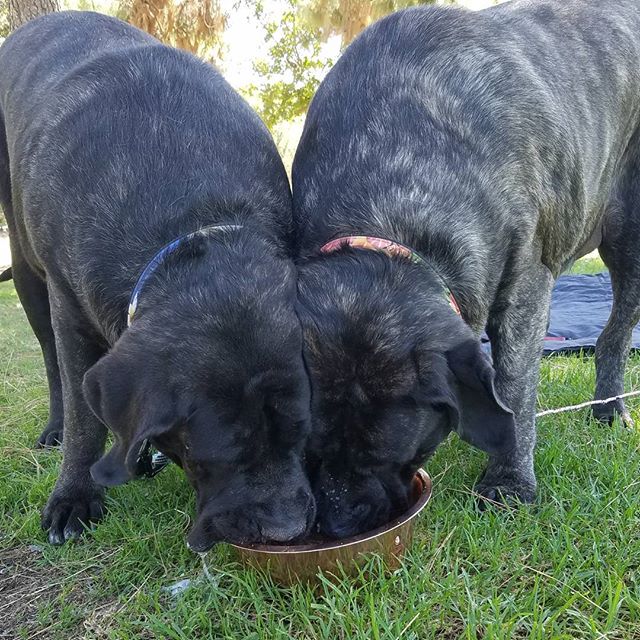 Highly recommend the anti slime @cubowl (these two use this size for travel) that come in mastiff sizes as well. They have made a big difference in water bowl cleaning, especially with these slobbering beasts.  @cleopatra_and_samson 