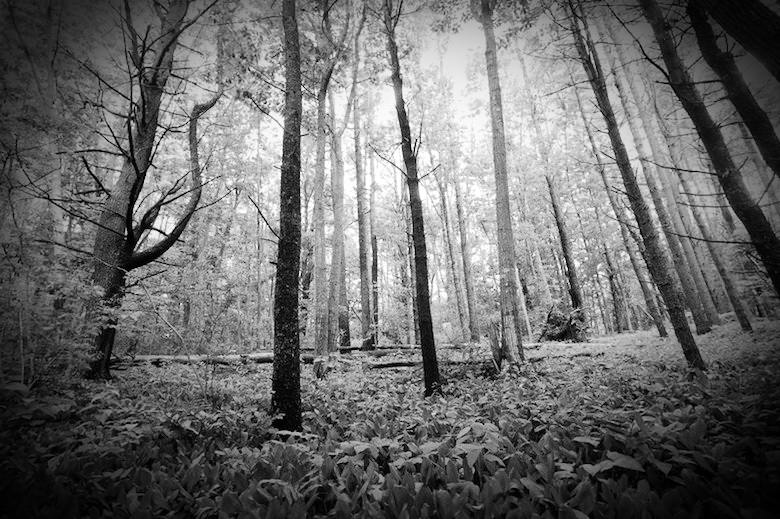 Black and White image of Robinson Woods, a supposedly haunted forest near Chicago, Illinois