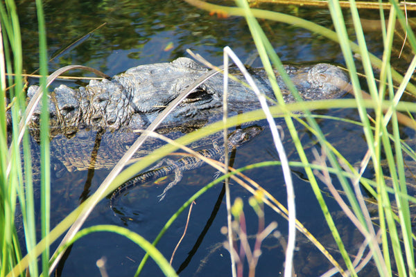 An adult and baby crocodile in the water at Everglades National Park, Florida
