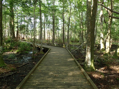 Walking bridge in the forest at Carolina Beach State Park, North Carolina