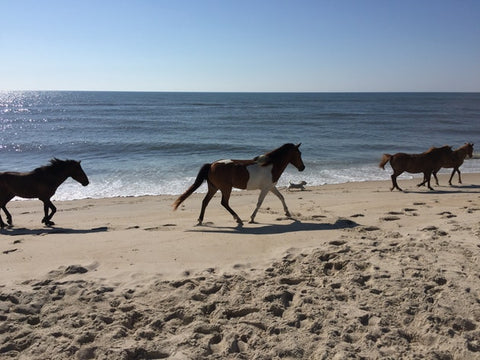 Horses on the beach at Assateague National Seashore, Maryland