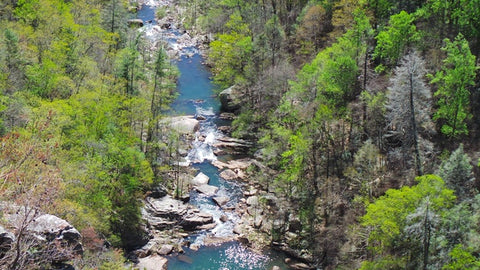 River surrounded by trees at Tallulah Gorge State Park, Georgia