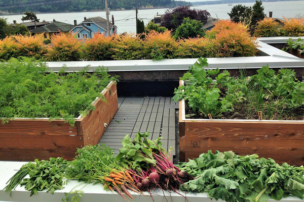 Self-Watering elevated rooftop garden. Cedar raised beds, container gardens, and veggie/vegetable gardens featuring GardenWell sub-irrigation to create wicking beds for growing your own food.