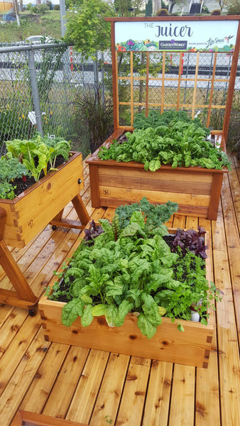Self-Watering elevated community garden. Cedar raised beds, container gardens, and veggie/vegetable gardens featuring GardenWell sub-irrigation to create wicking beds for growing your own food.