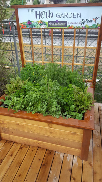 Self-Watering elevated community garden. Cedar raised beds, container gardens, and veggie/vegetable gardens featuring GardenWell sub-irrigation to create wicking beds for growing your own food.