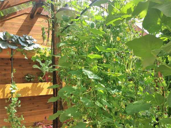 Self-Watering elevated greenhouse garden. Cedar raised beds, container gardens, and veggie/vegetable gardens featuring GardenWell sub-irrigation to create wicking beds for growing your own food.