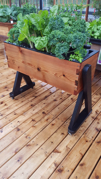 Self-Watering elevated community garden. Cedar raised beds, container gardens, and veggie/vegetable gardens featuring GardenWell sub-irrigation to create wicking beds for growing your own food.