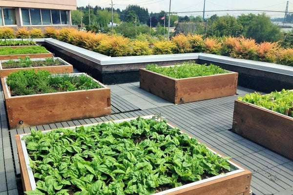 Self-Watering elevated rooftop garden. Cedar raised beds, container gardens, and veggie/vegetable gardens featuring GardenWell sub-irrigation to create wicking beds for growing your own food.