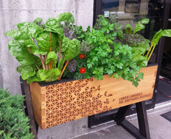 Patio garden, container garden