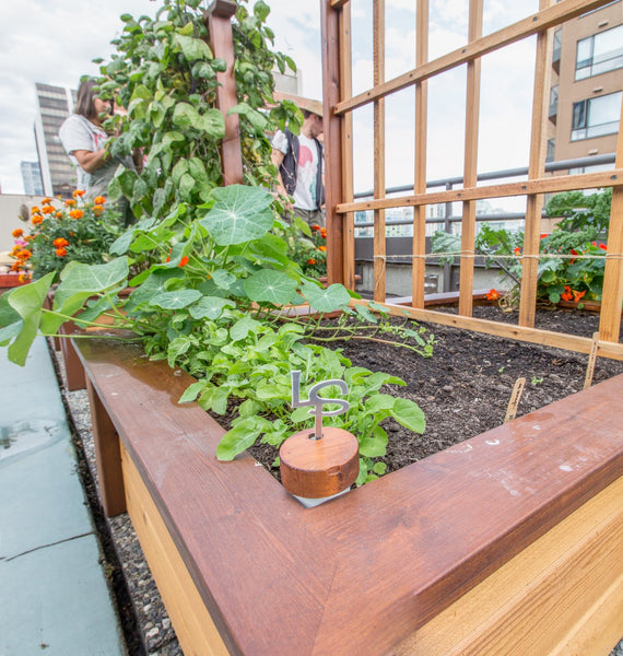 Self-Watering elevated rooftop garden. Cedar raised beds, container gardens, and veggie/vegetable gardens featuring GardenWell sub-irrigation to create wicking beds for growing your own food.
