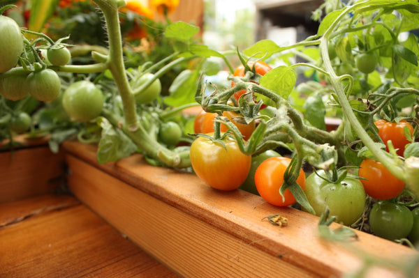 Self-Watering elevated restaurant garden. Cedar raised beds, container gardens, and veggie/vegetable gardens featuring GardenWell sub-irrigation to create wicking beds for growing your own food.