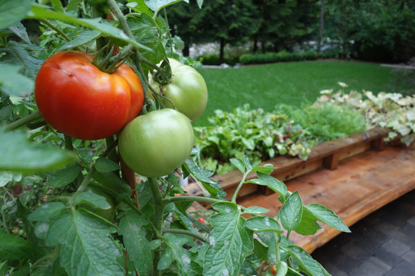 Self-Watering elevated patio garden. Cedar raised beds, container gardens, and veggie/vegetable gardens featuring GardenWell sub-irrigation to create wicking beds for growing your own food.