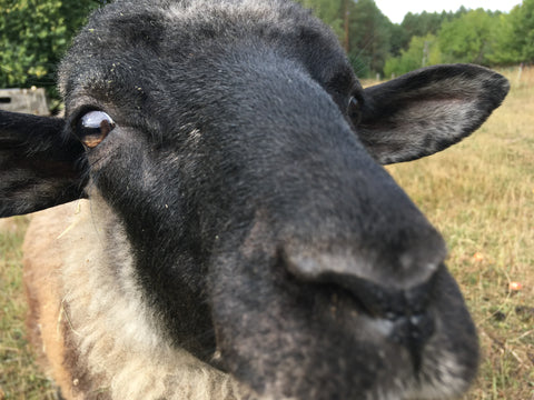 Ein Schaf aus der Herde der Rauhwolligem Pommernschafe. Sie weiden unter den Apfelbäumen auf Hof Apfeltraum.