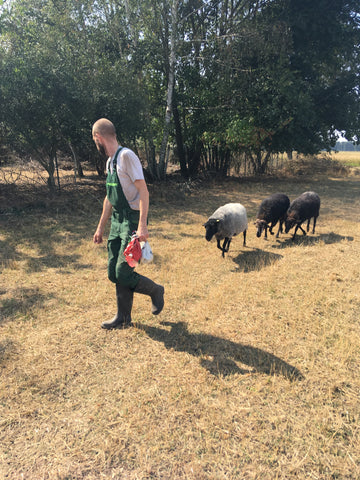 Die Schafe folgen Volker zur Fütterung