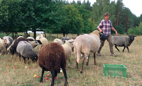 Kirsten Hänsel füttert Fallobst Äpfel an ihre demeter Schafe auf Hof Apfeltraum
