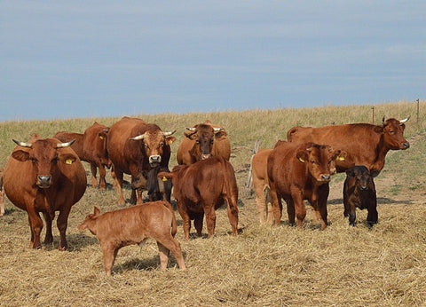 Alte Haustierrasse Gelbvieh Herde vom Demeterbetrieb Hof Apfeltraum in Muttergebundener Haltung