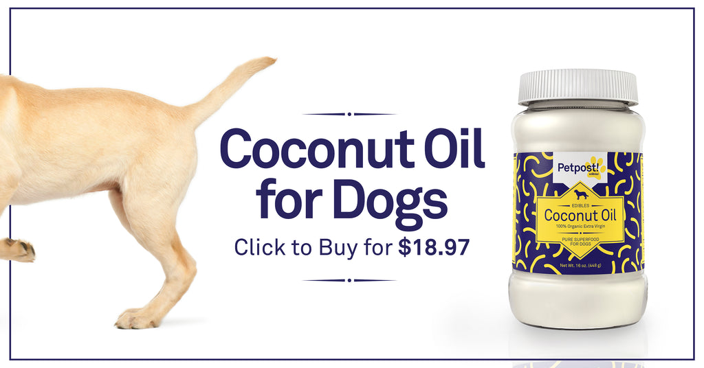 Coconut Oil for Dogs Click to Buy