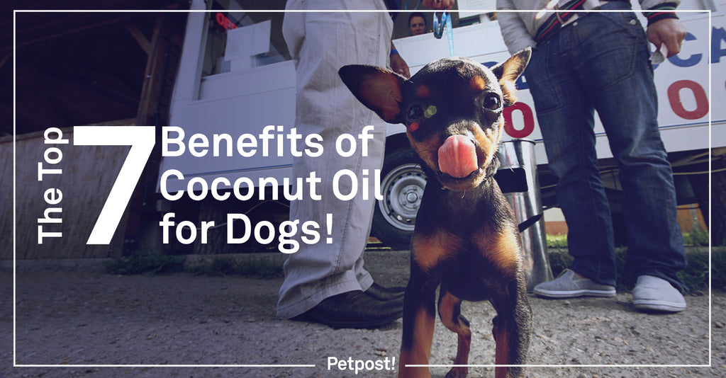 The Top Benefits of Coconut Oil for Dogs Banner