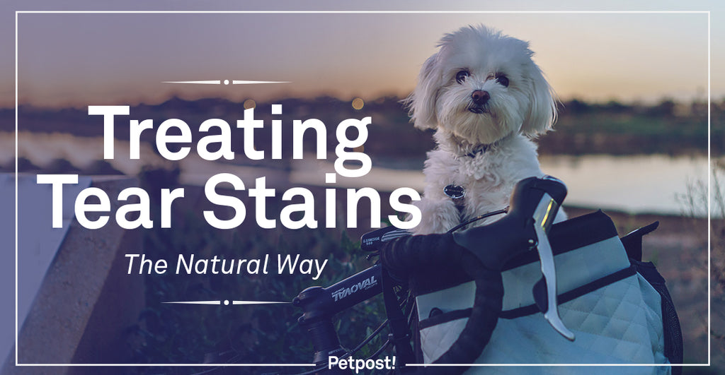 best way to clean tear stains in dogs