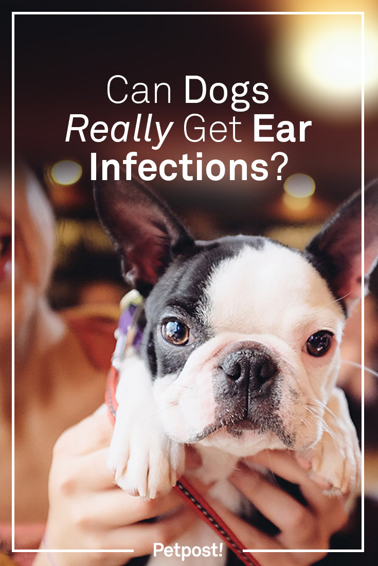 Can Dogs Get Ear Infections
