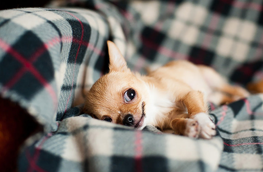 Chihuahua With One Eye Looking Up on Flannel Sheet