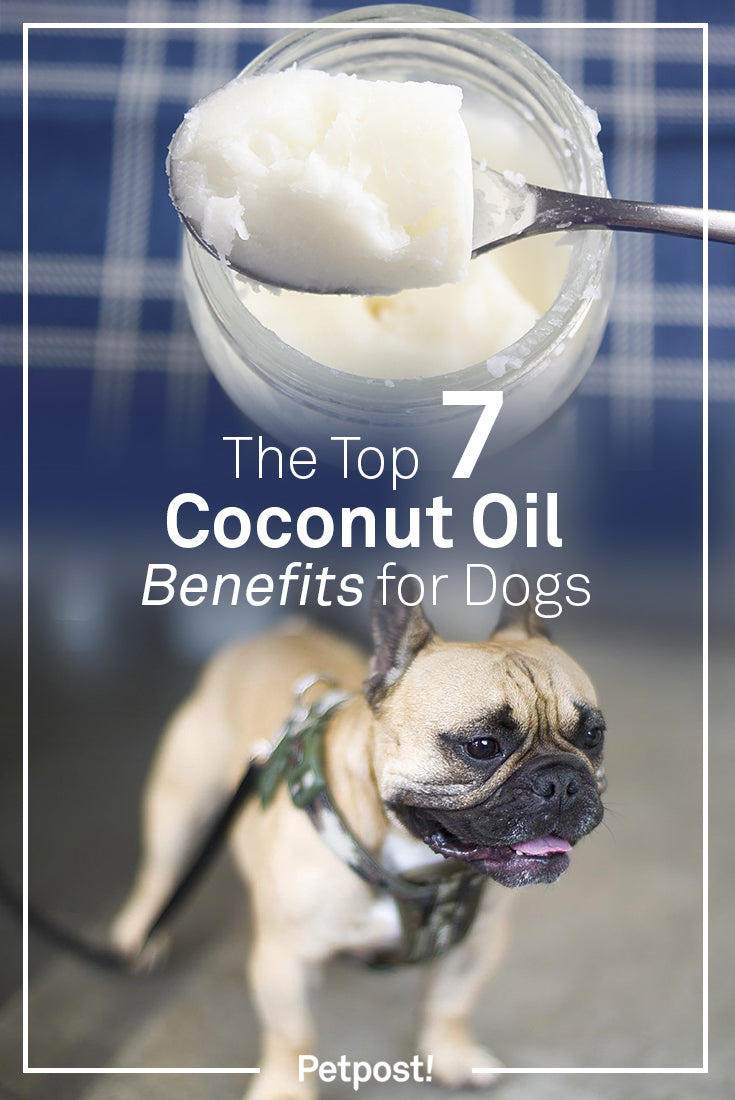 Benefits of Coconut Oil for Dogs