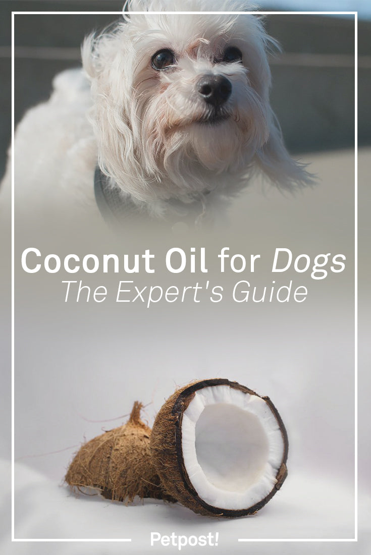 Coconut Oil for Dogs Experts Guide