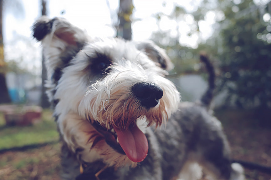 Happy Dog with tongue out