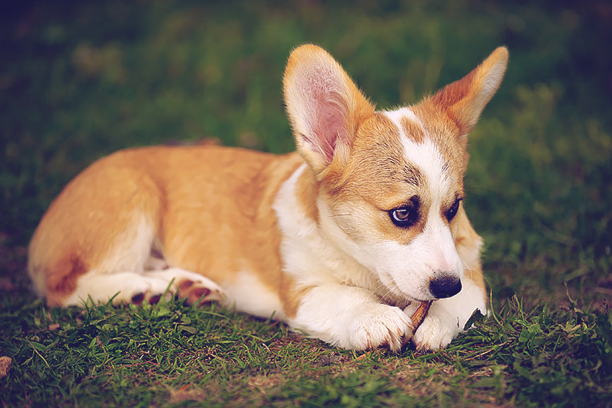 Corgi with Pointed Ears and Ear Infection
