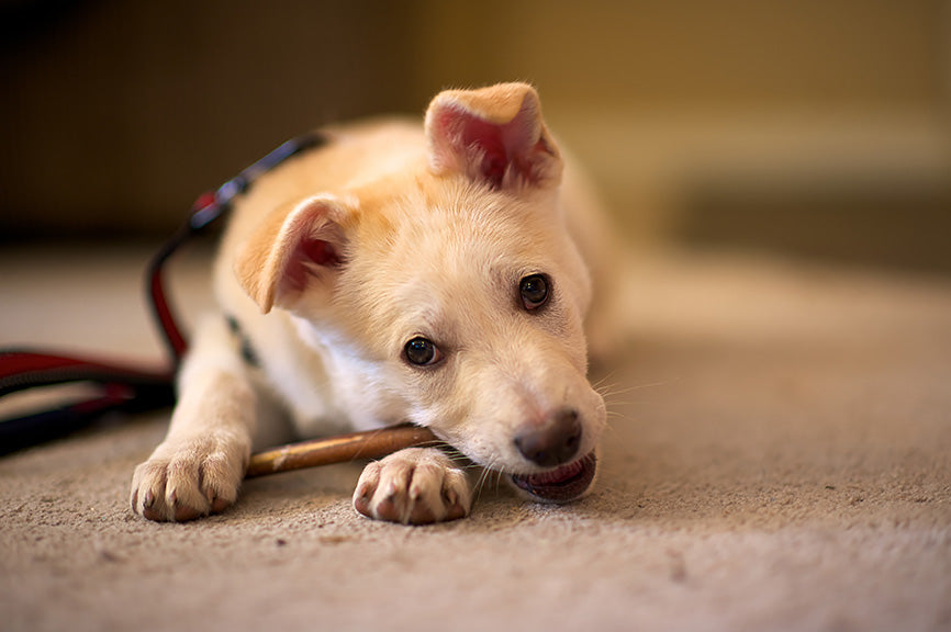 Dog Chewing Bully Stick