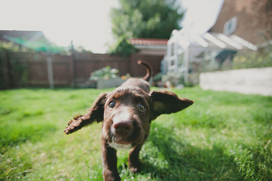 Brown dog with ear infection shaking his head in the yard