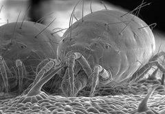 Dog Ear Mite Close Up