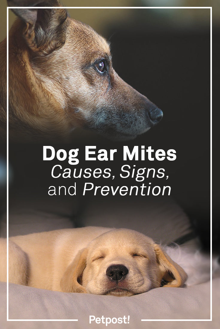 Dog Ear Mites