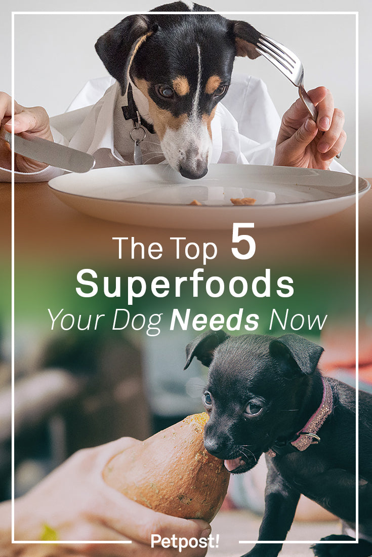 Dog Superfoods