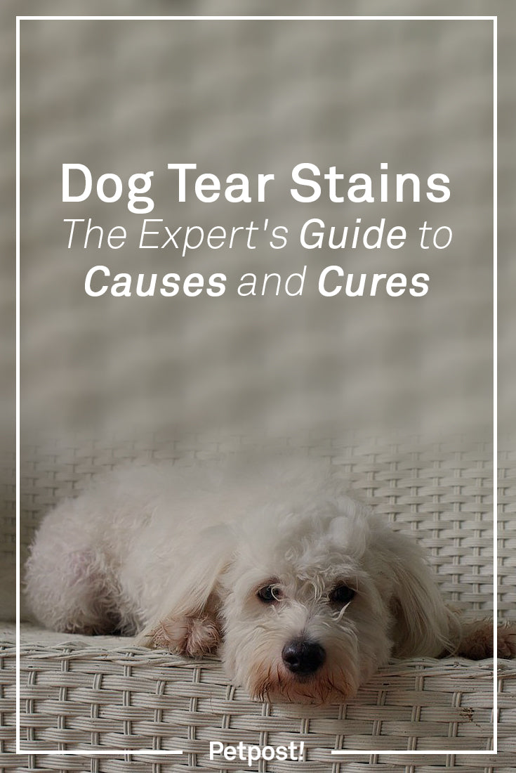 Causes and Cures for Dog Tear Stains