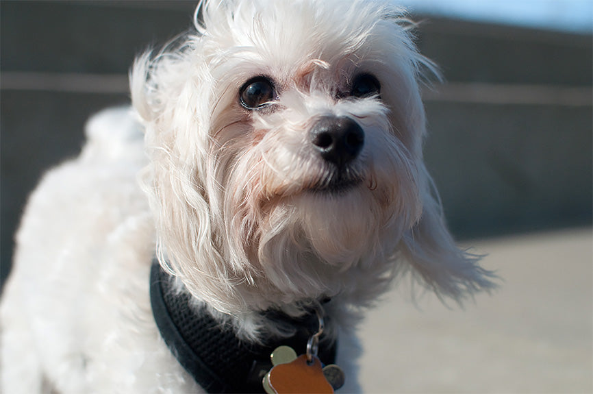 White Dog With Red Marks from Tears Standing in the Wind