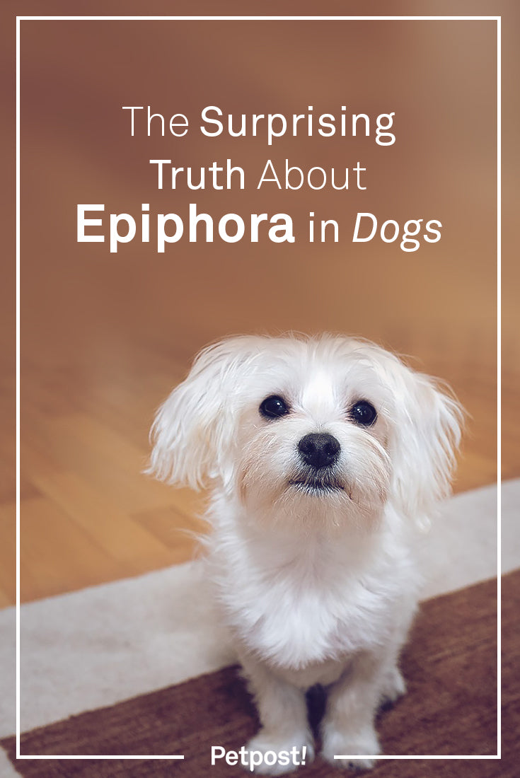 Epiphora in Dogs