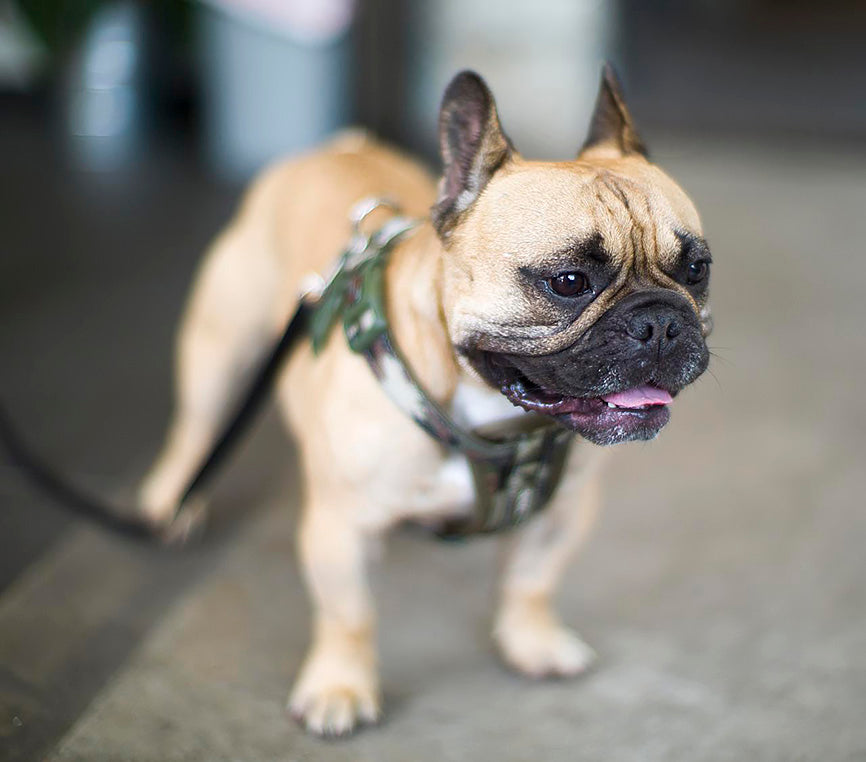 Energized Frenchie in Harness with Ears Perked
